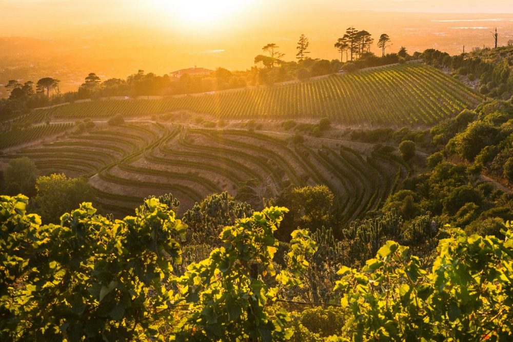 Vineyards at sunset