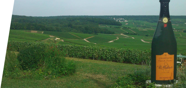 Champagne Tribaut Vineyards