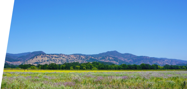 Napa Valley